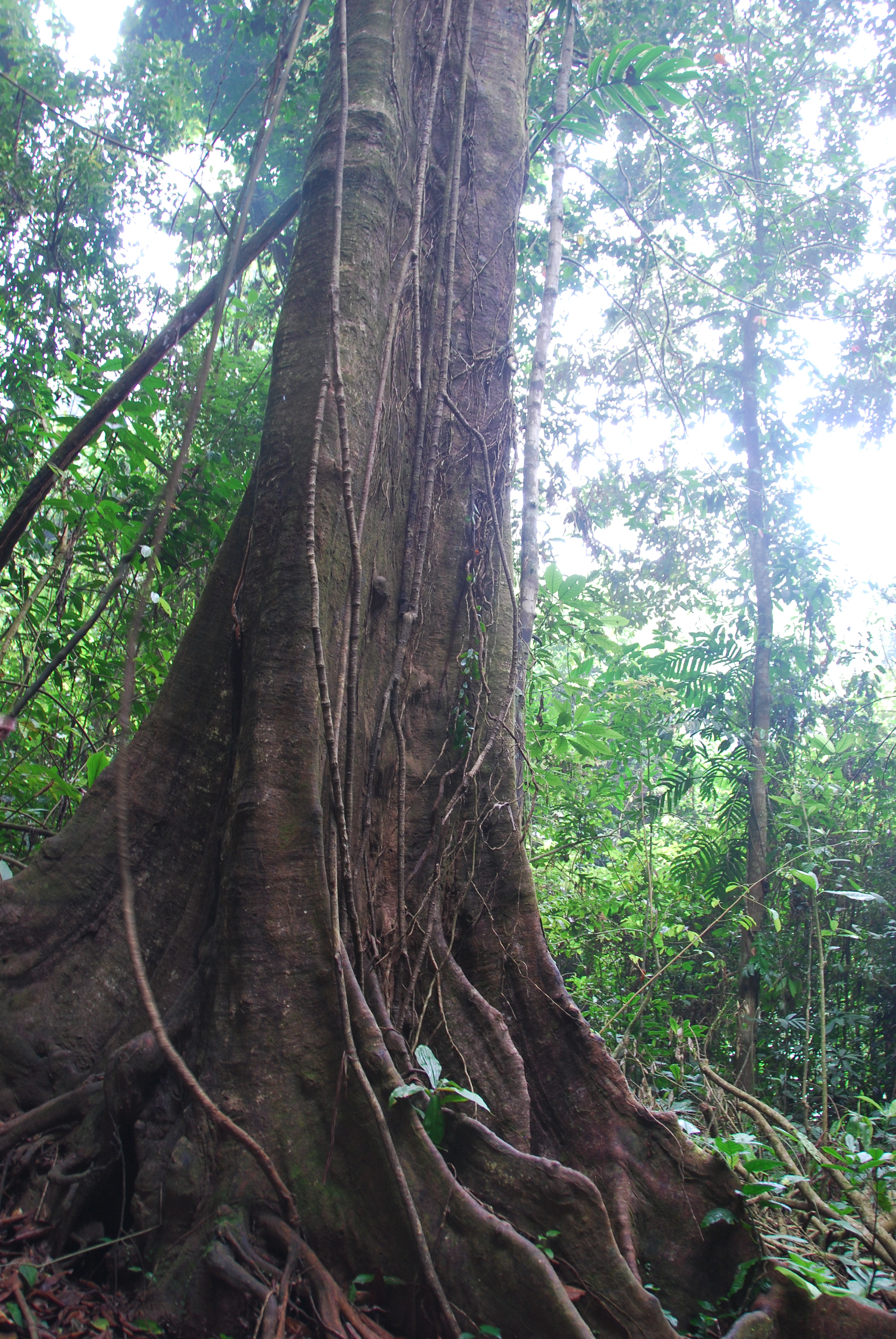 西双版纳热带雨林国家望天树景区