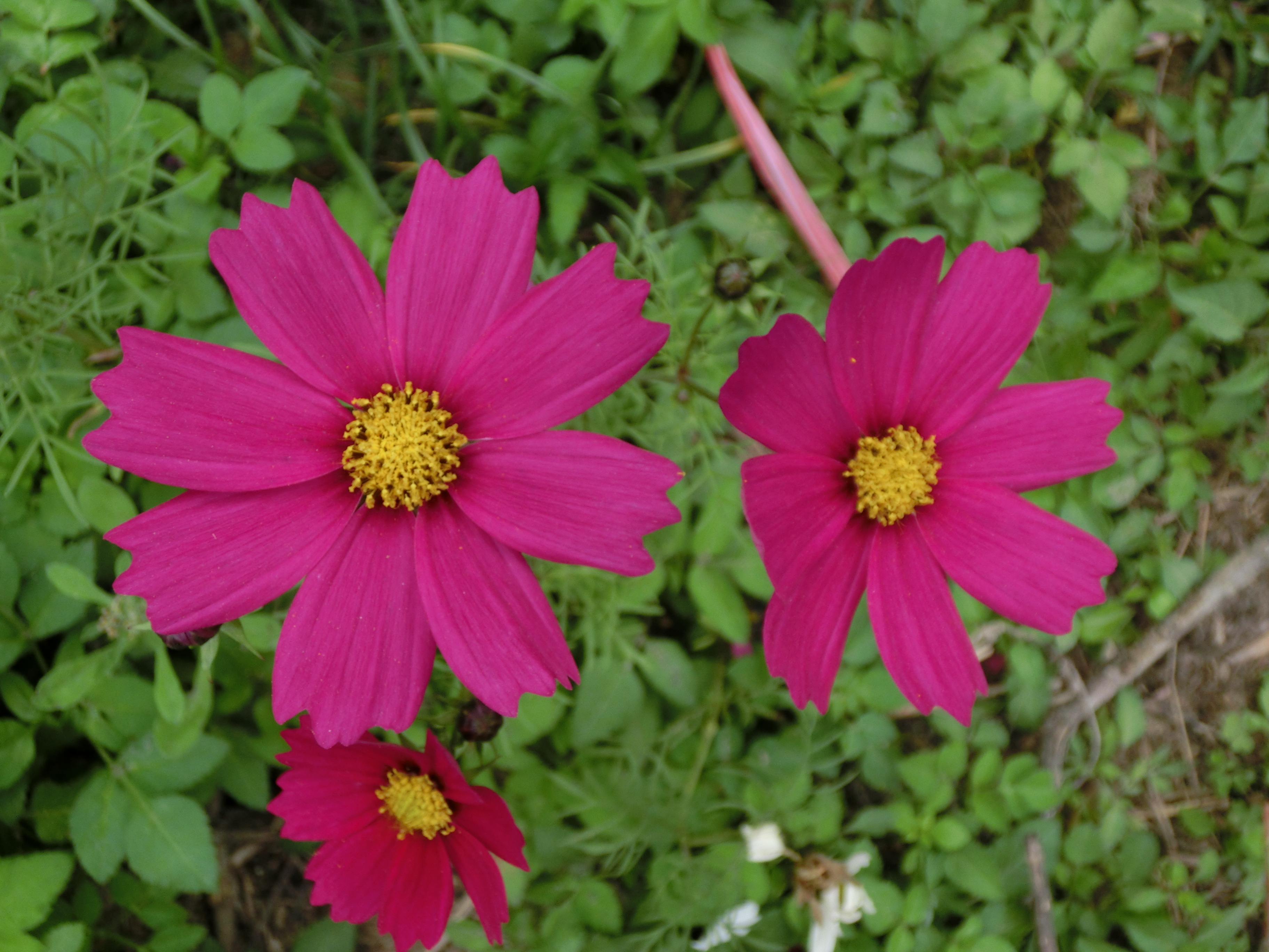 八颗花瓣的格桑花简谱图片