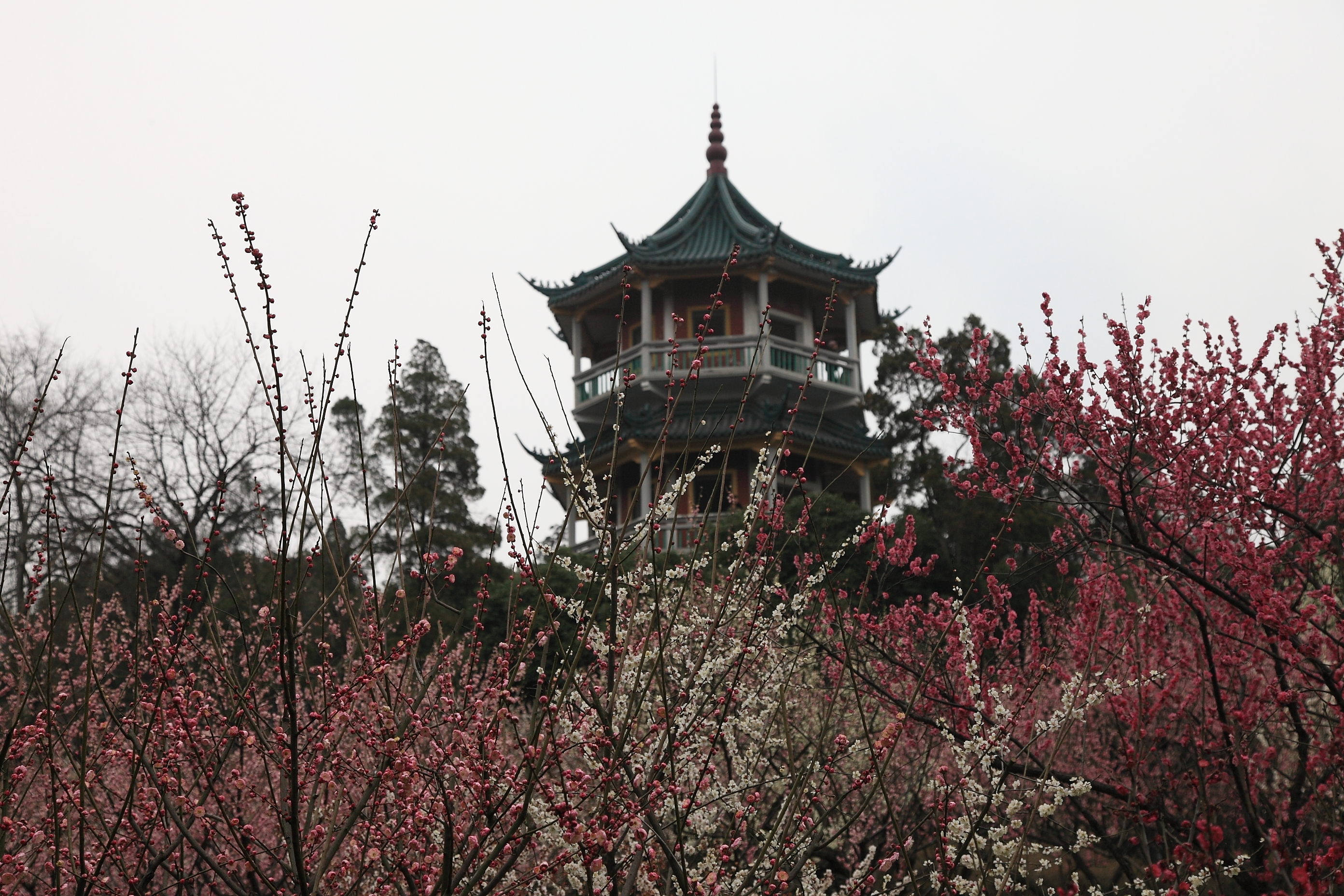 春季到无锡去探梅—无锡2日亲子自驾游 - 无锡游记攻略【携程攻略】