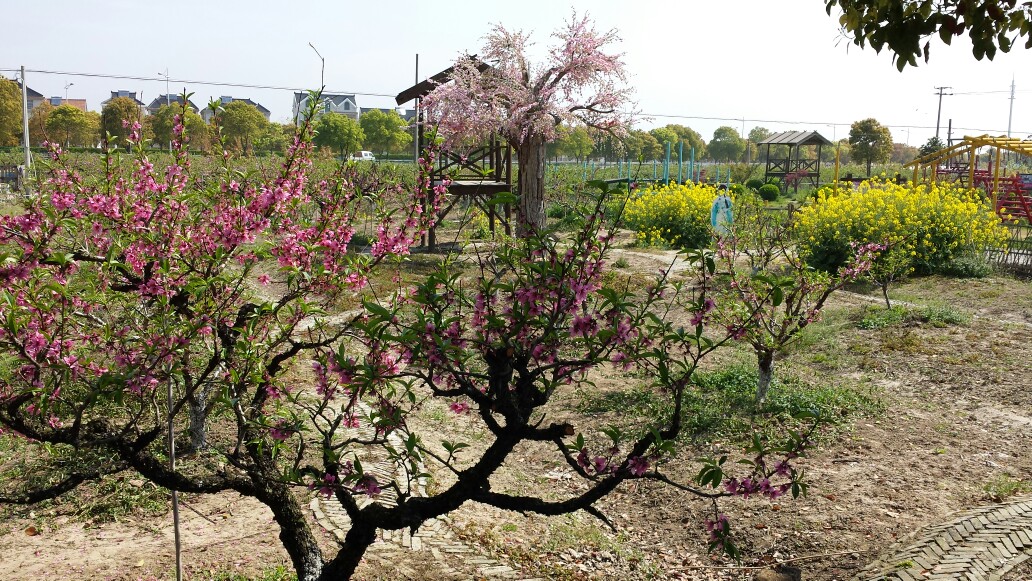 随手拍!上海南汇大团桃园