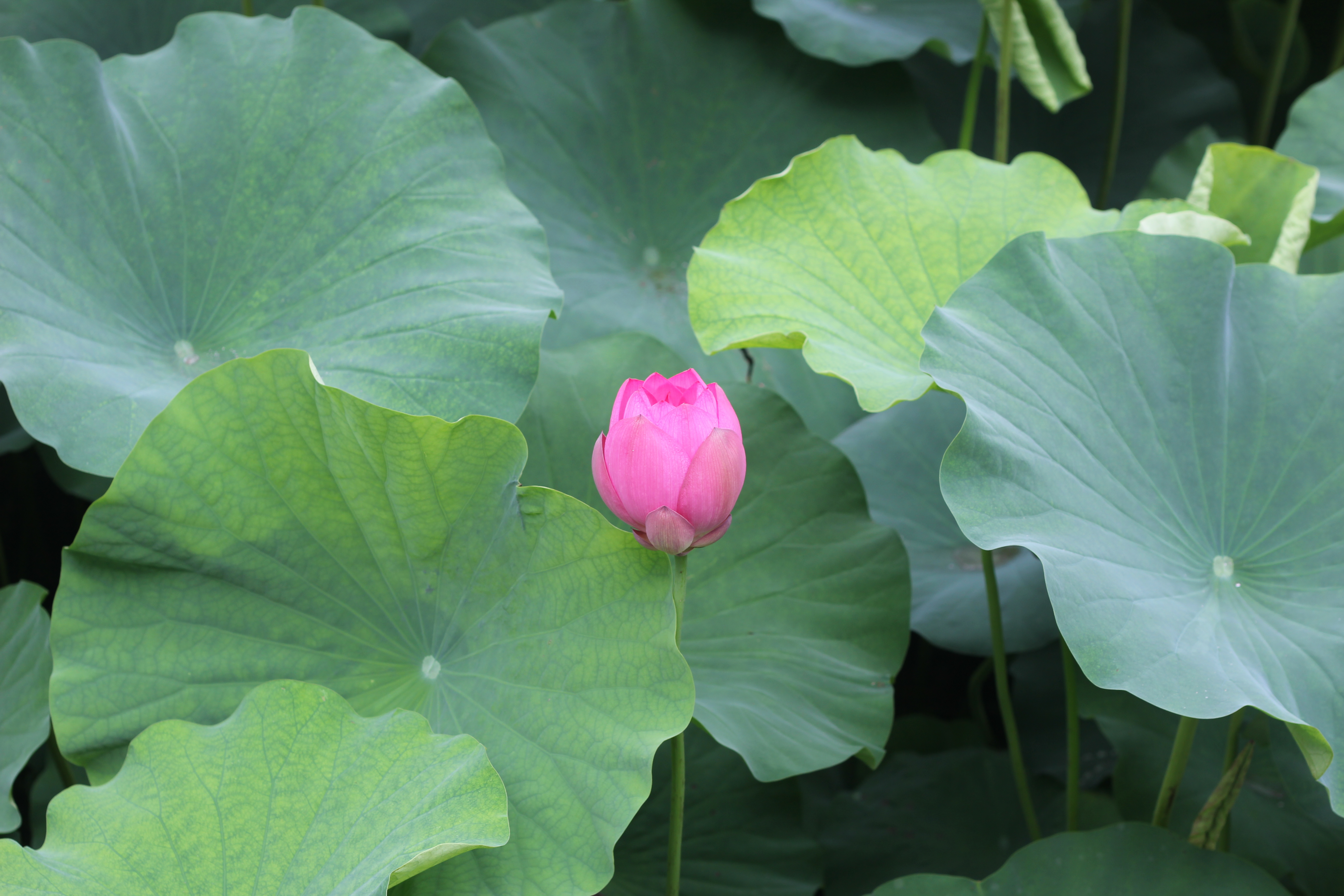 20140708包河荷花