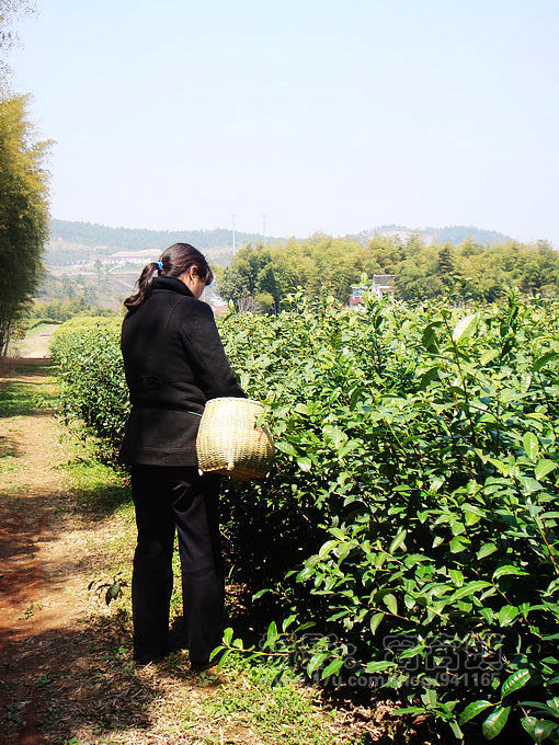 窝窝在宜兴--茶山漫步