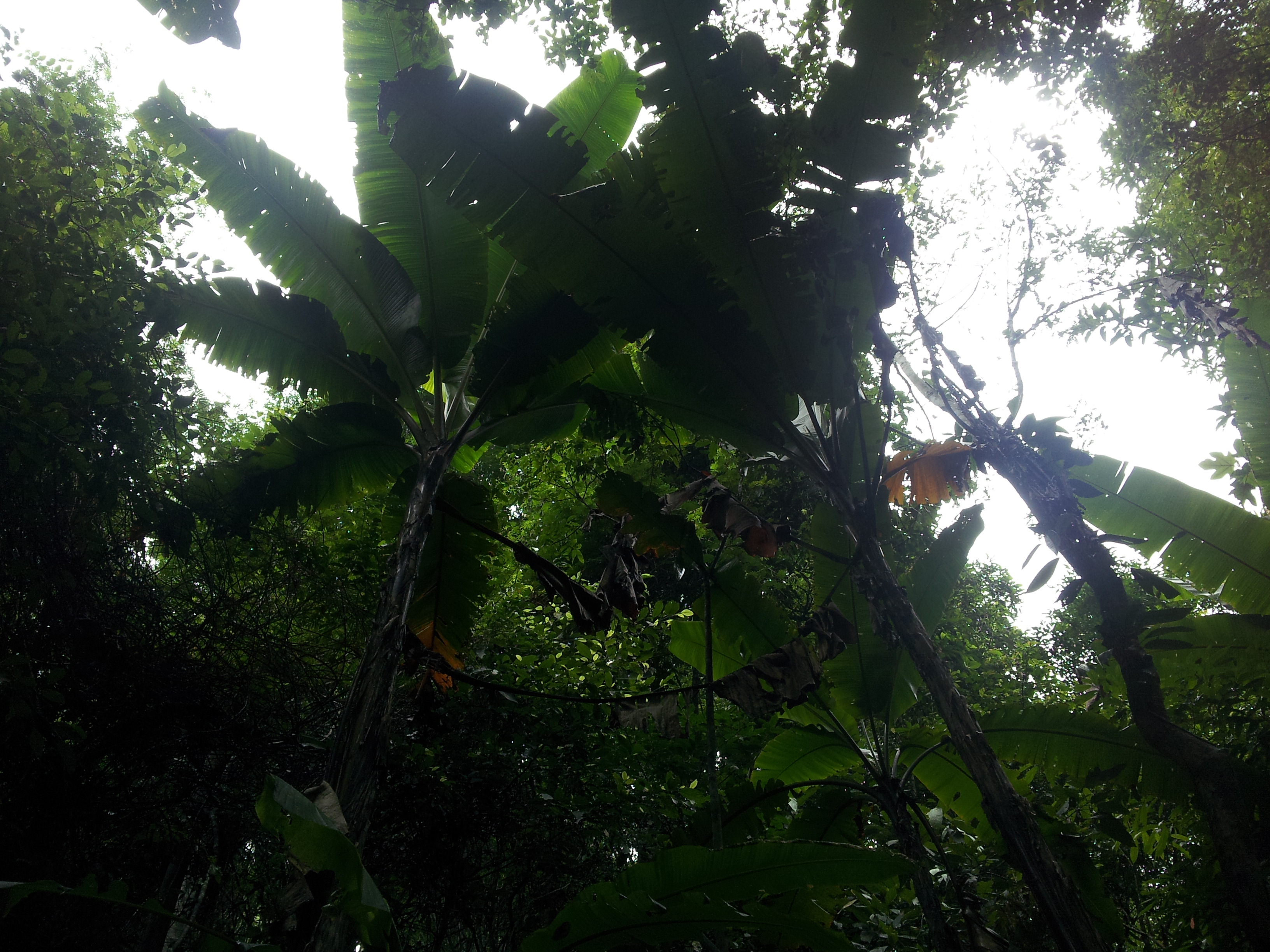 西雙版納雨林谷