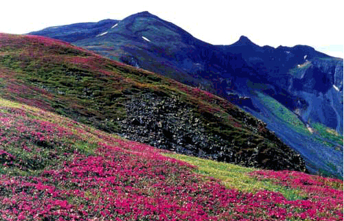 高山花园