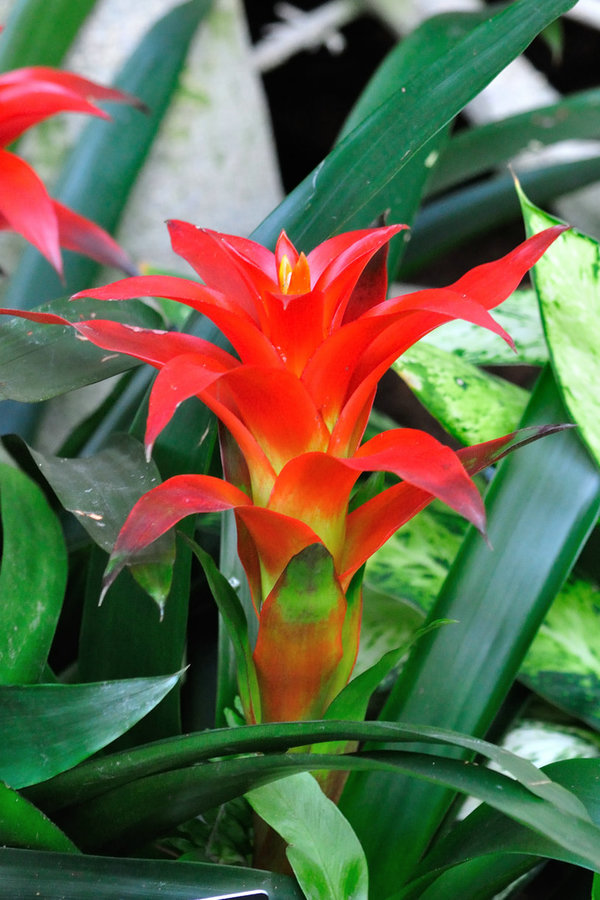 秋的前奏游辰山植物园