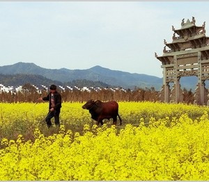 龙门游记图文-中国十大古镇油菜花及拍摄技巧