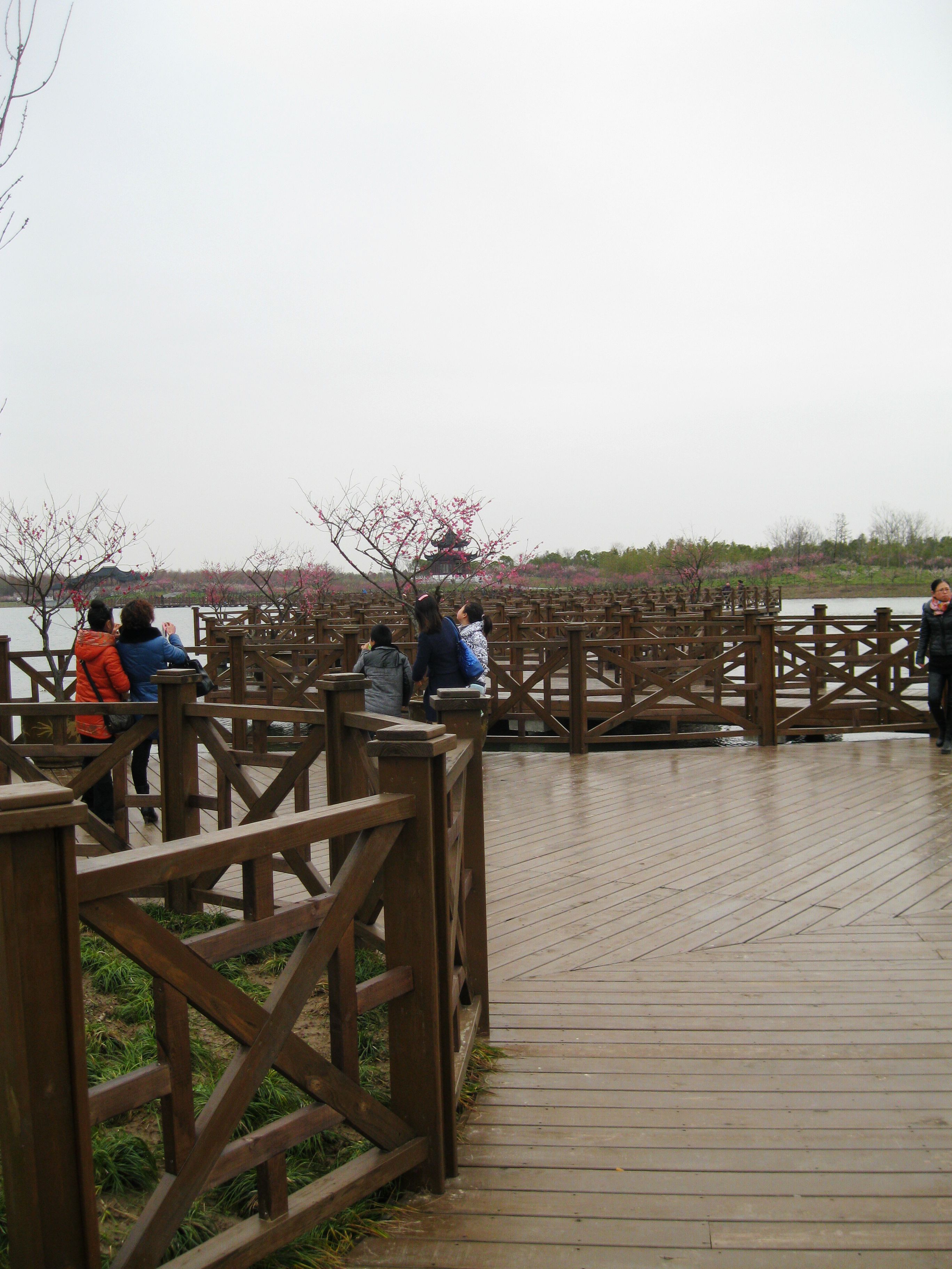 賞梅尋春,上海奉賢海灣森林公園大風吹啊吹3月梅花節實用攻略 美圖