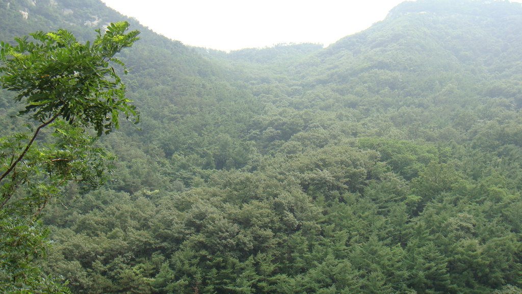 山东蒙山,森林穿越