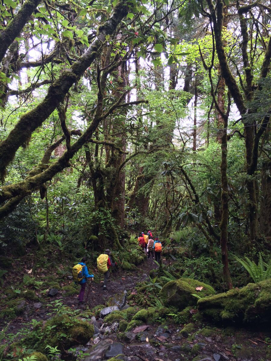 徒步墨脱穿越原始森林