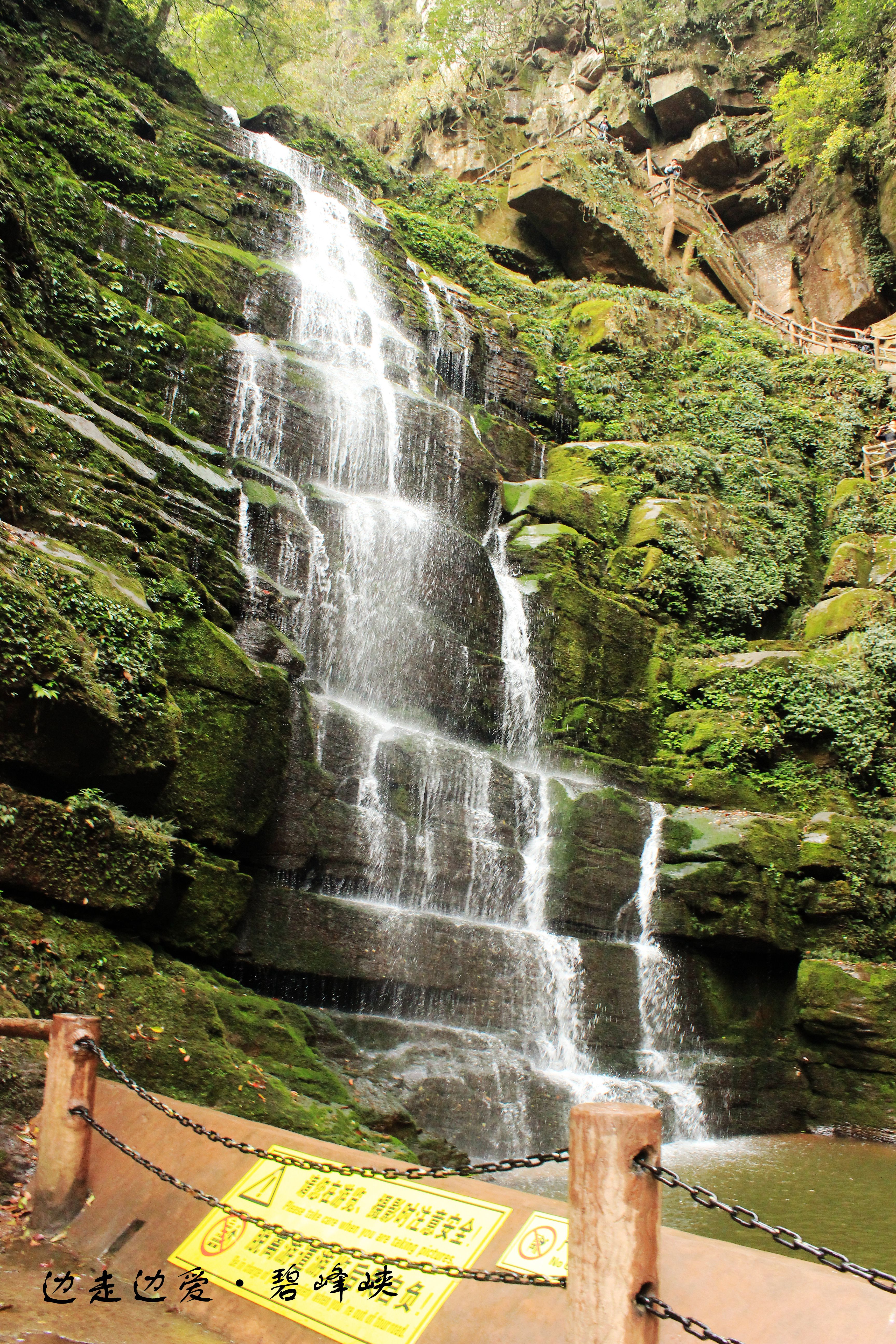 雅安碧峰峽風景區門票是多少(雅安碧峰峽風景區門票是多少錢一張)