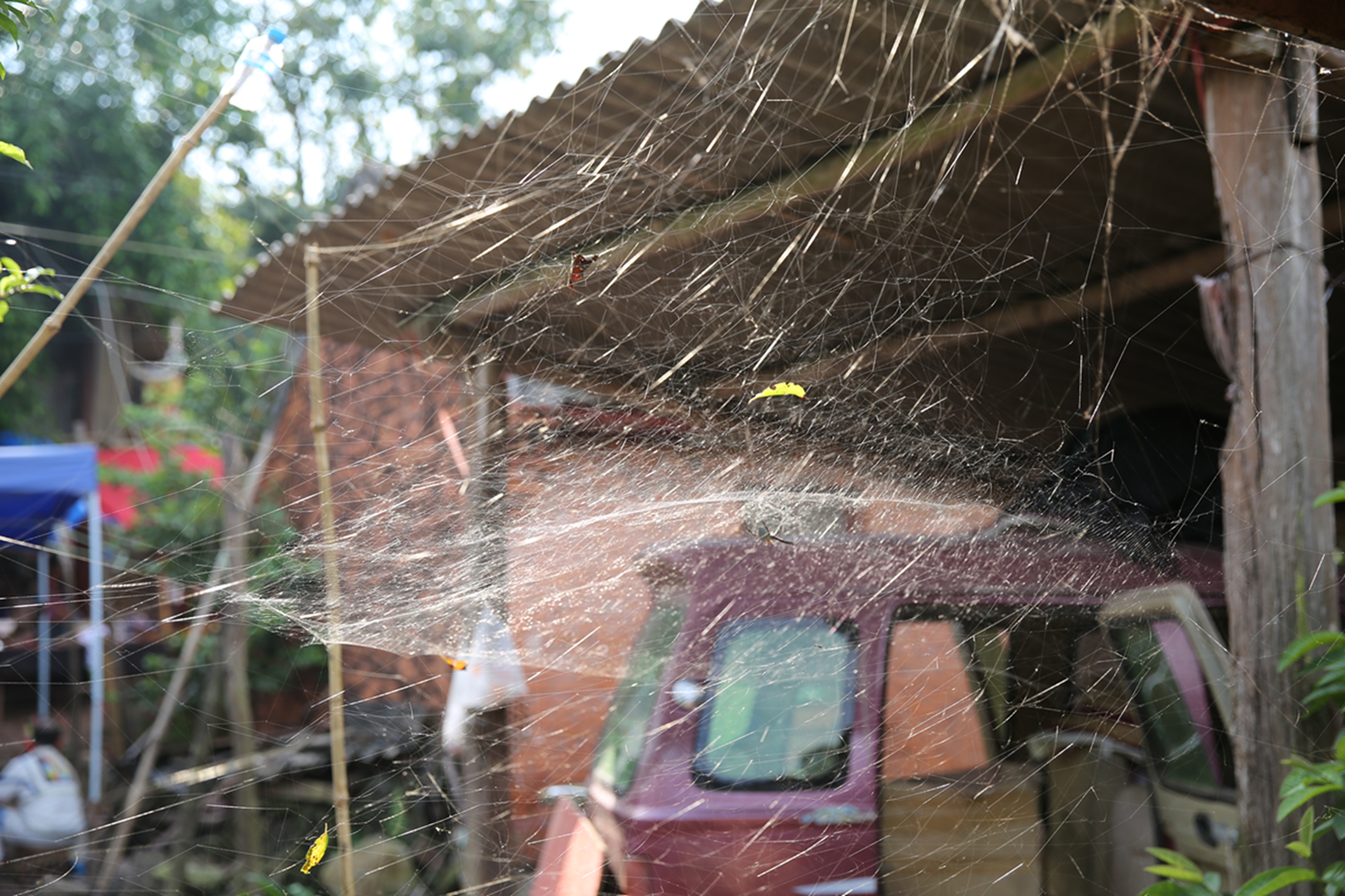 儿子又有发现,拉我出来,好大的蜘蛛网