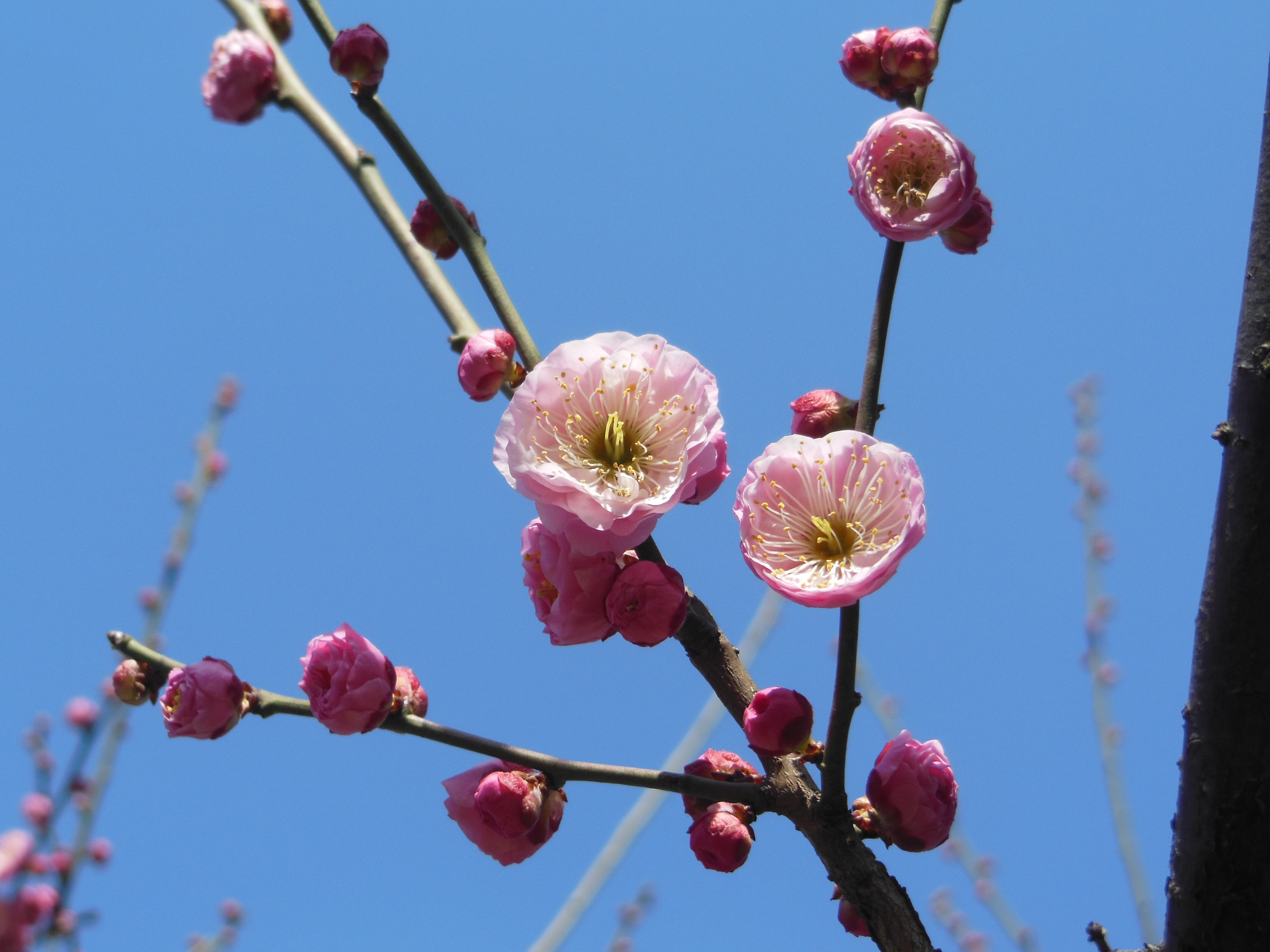 马年坐747去赏花,2月15日梅花初探新鲜出炉啦!