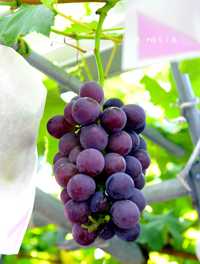 日本 1 东北 美食温泉8日自由行全攻略 仙台游记攻略 携程攻略