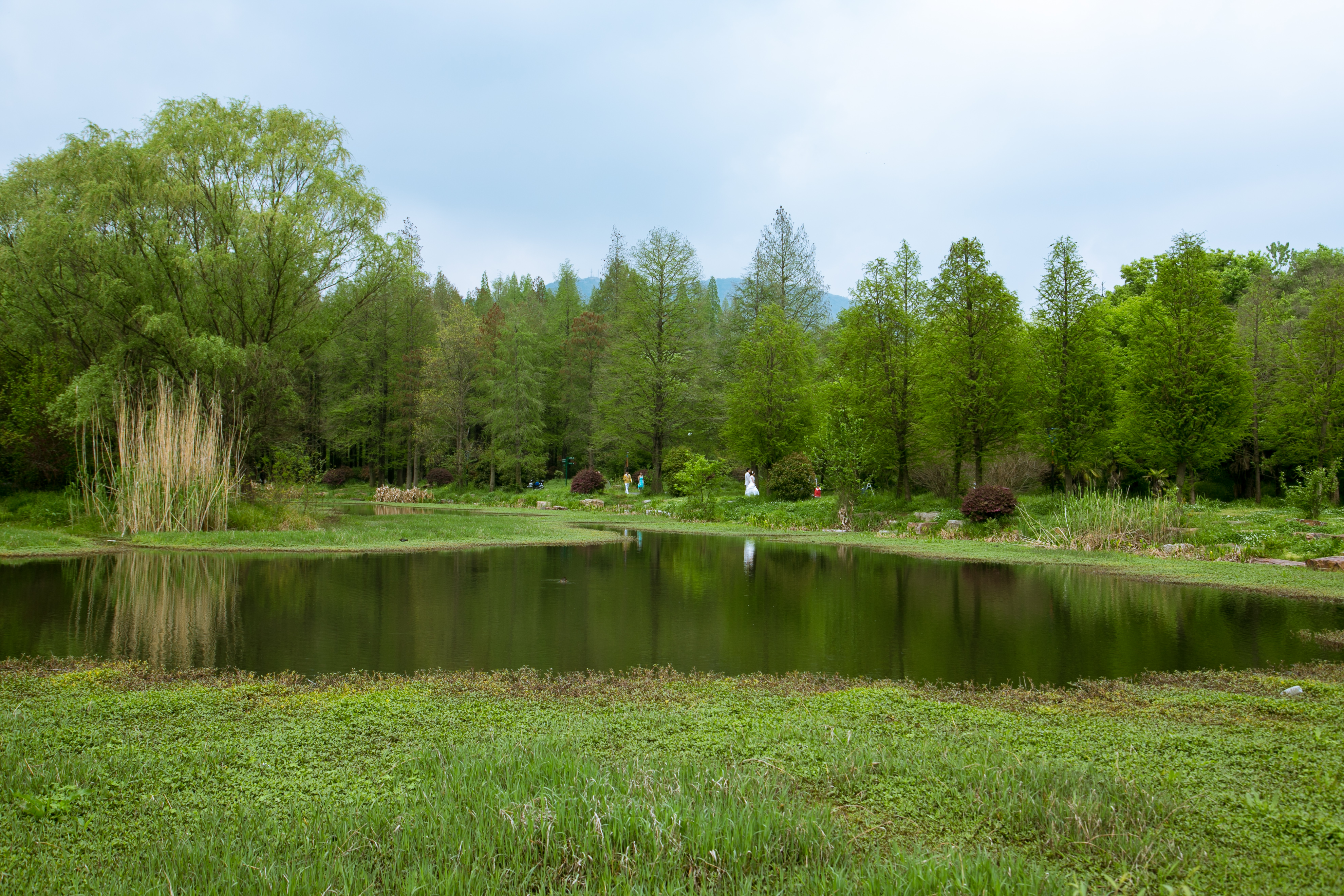 中山植物园旅游景点图片