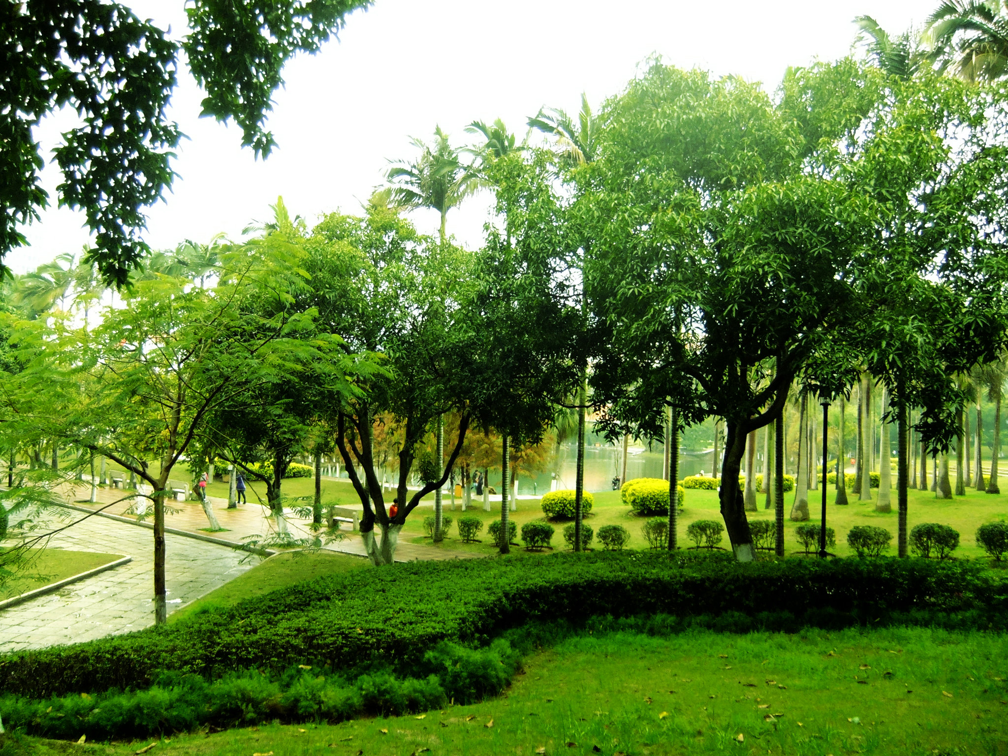            厦门大学校的绿树成荫