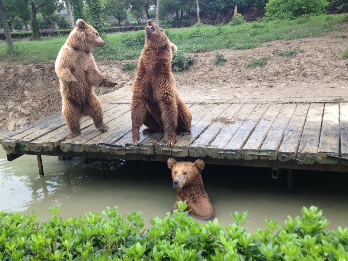 淹城野生動物園,常州淹城野生動物園攻略/地址/圖片/門票【攜程攻略】