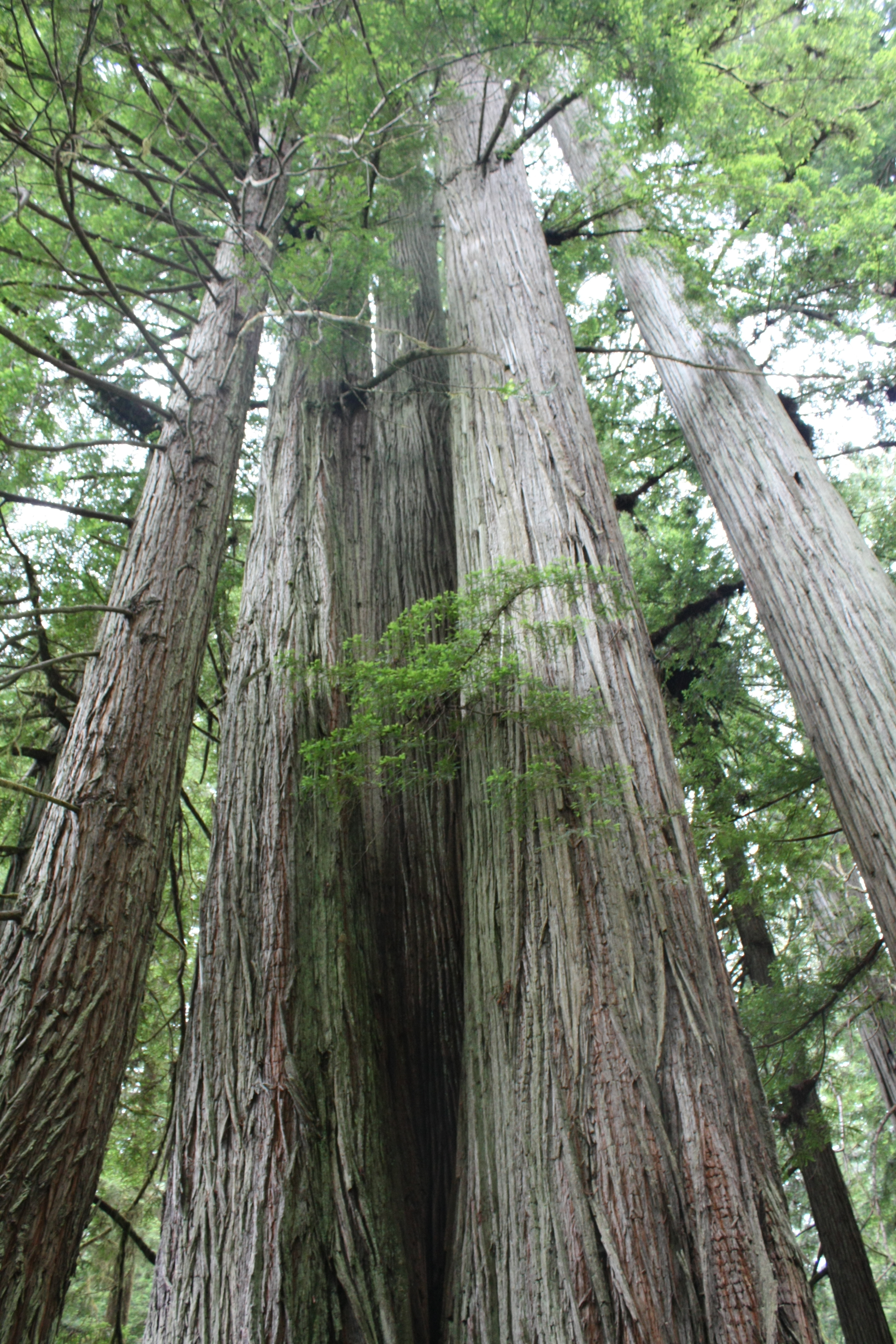 穆尔红杉国家公园
