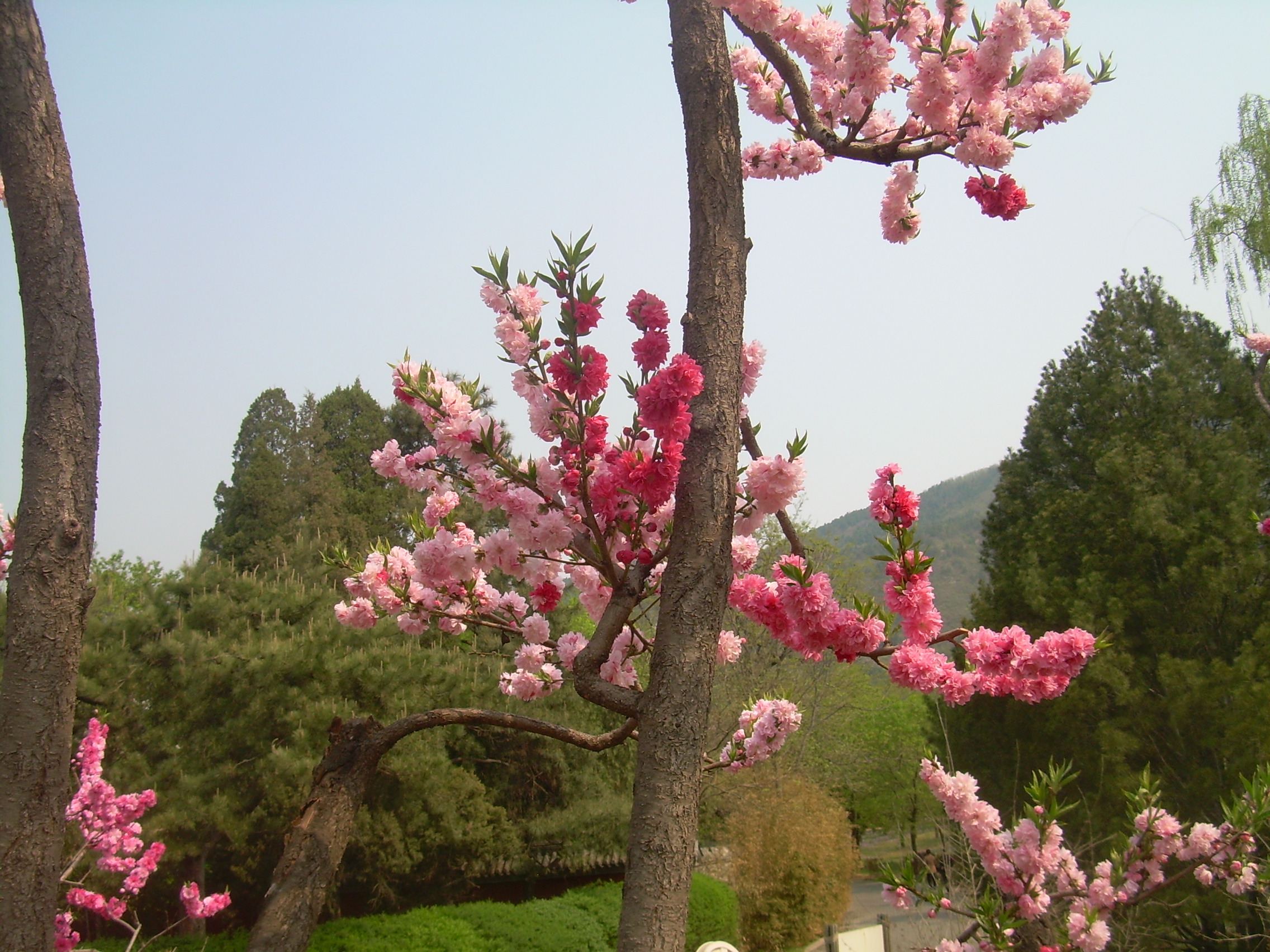 春遊北京植物園