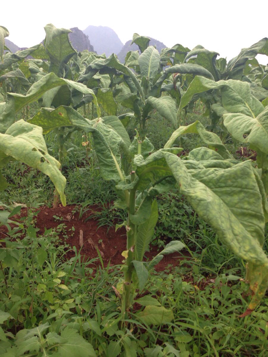 地里种满了这个植物,老板介绍说是烟树