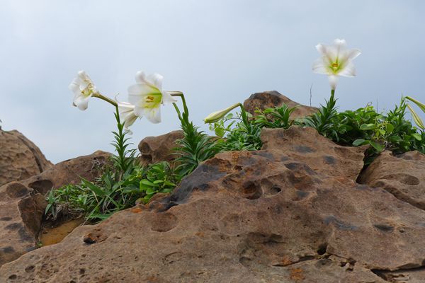 崖上的百合桀骜不驯的开,风吹雨打仍然绽放的娇艳