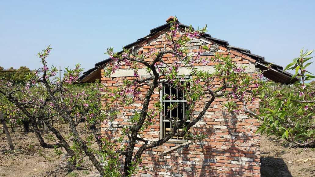 随手拍!上海南汇大团桃园