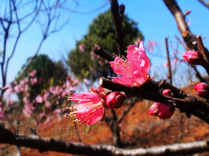 窝窝在宜兴--茶山漫步