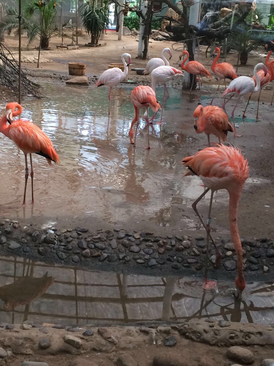 北京野生动物园