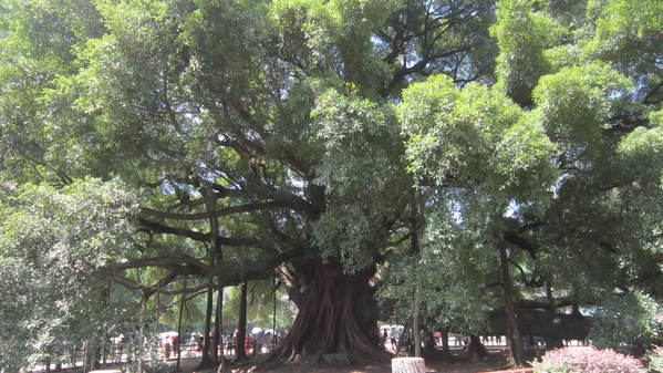 大榕树全景图片