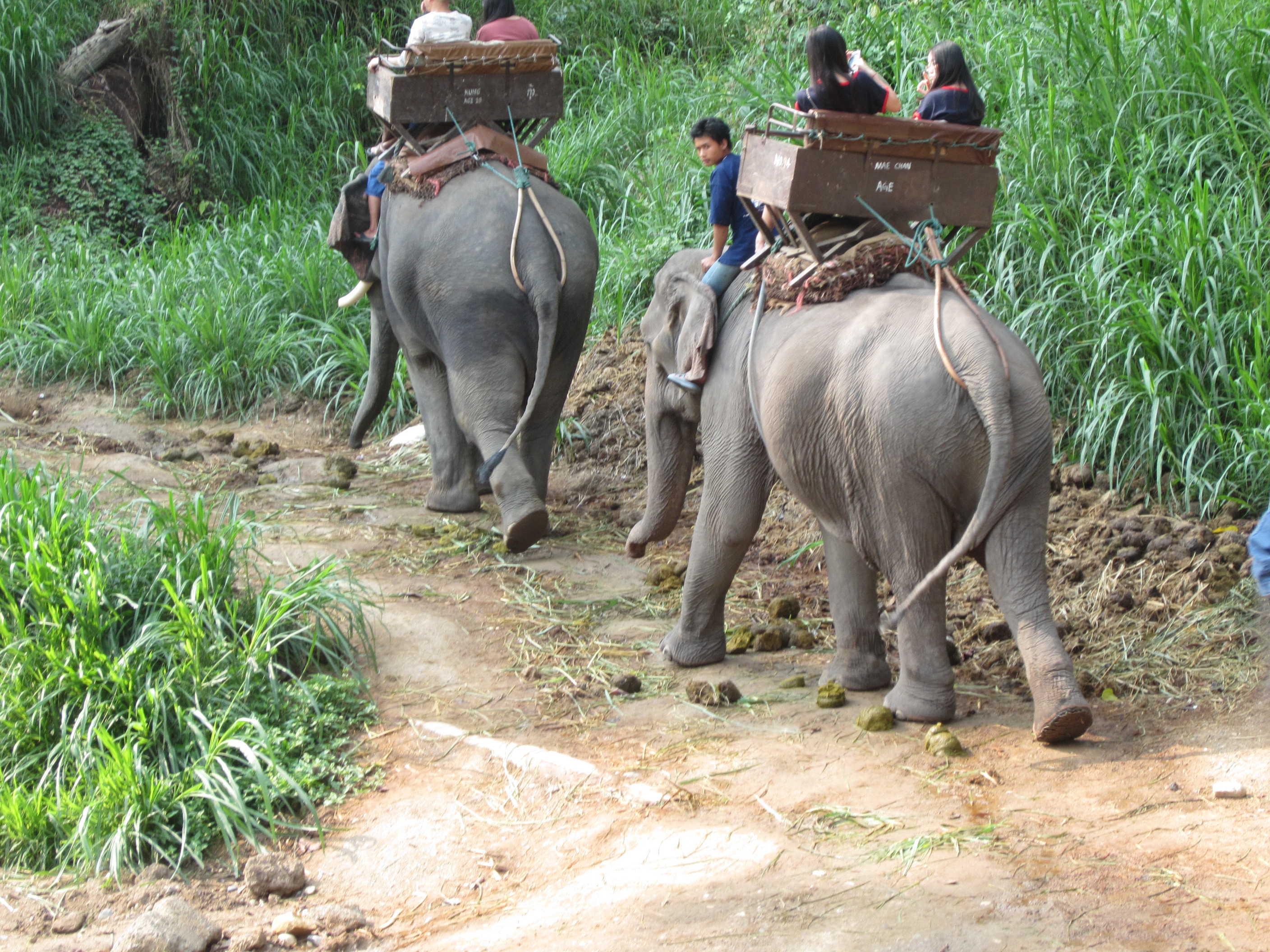【携程攻略】湄拉玛美莎大象营景点,去清迈最值得去的地方之一，特意选的全天的行程，孩子玩的非常开心。…