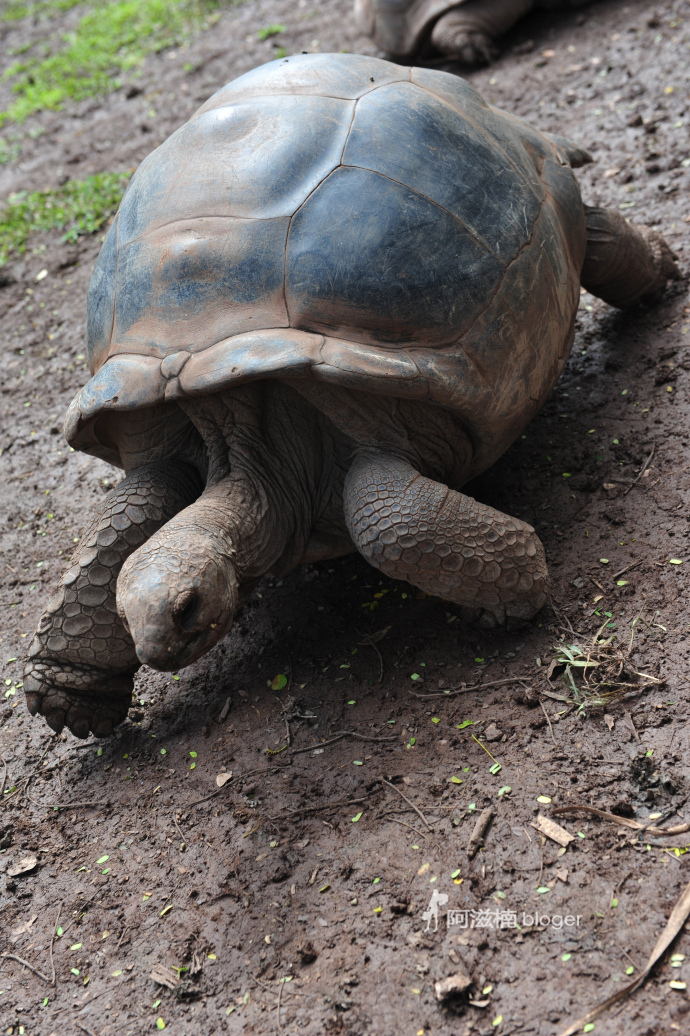 神奇七色土的巨大象龟乐园【毛里求斯】