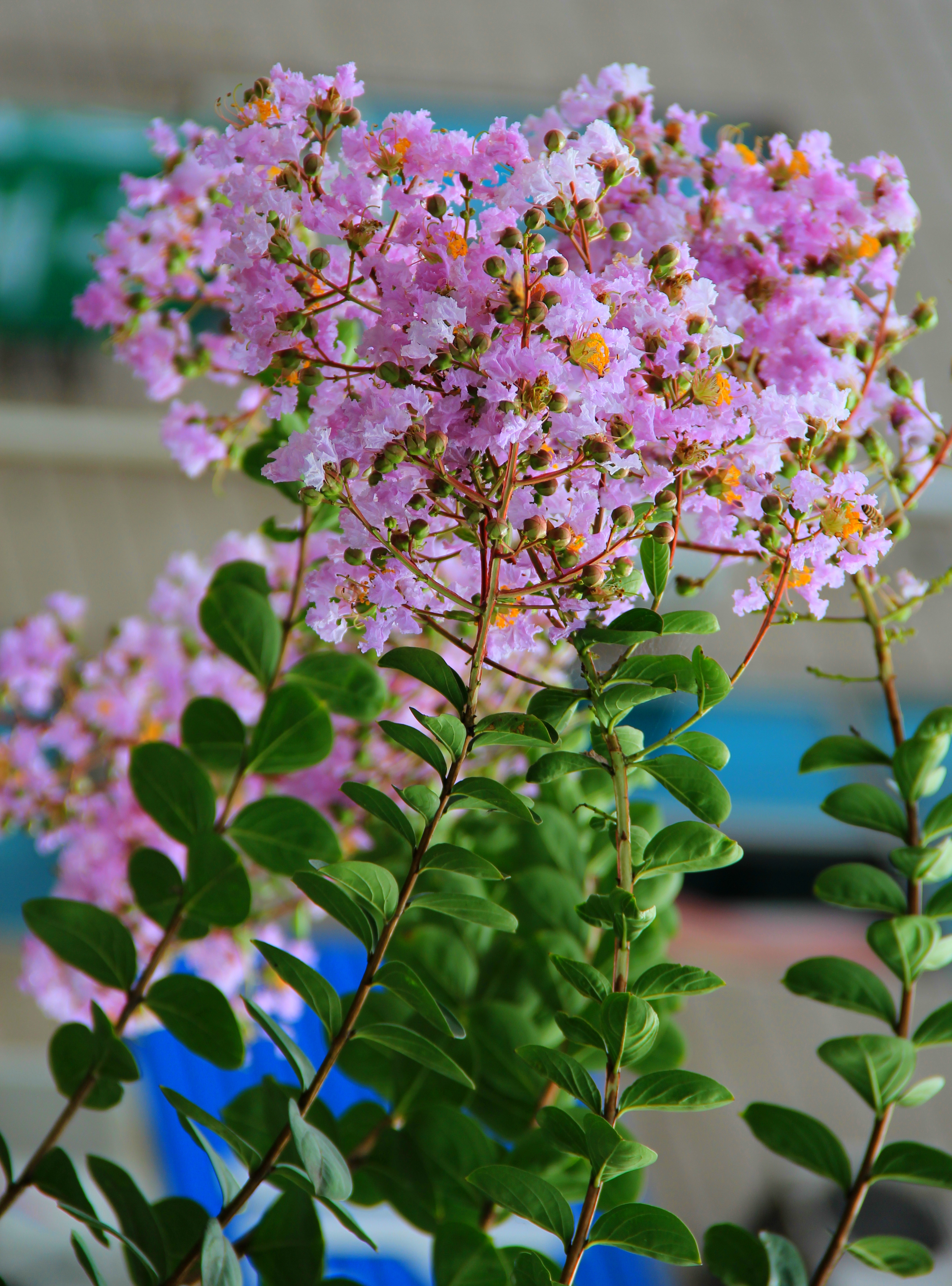 紫薇植物图片