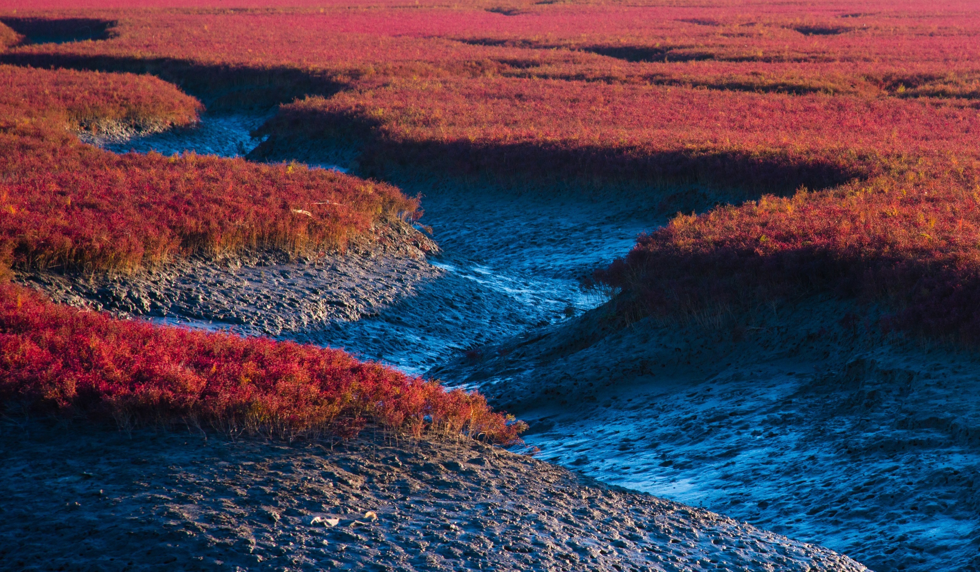 盘锦:那一抹鲜艳的红