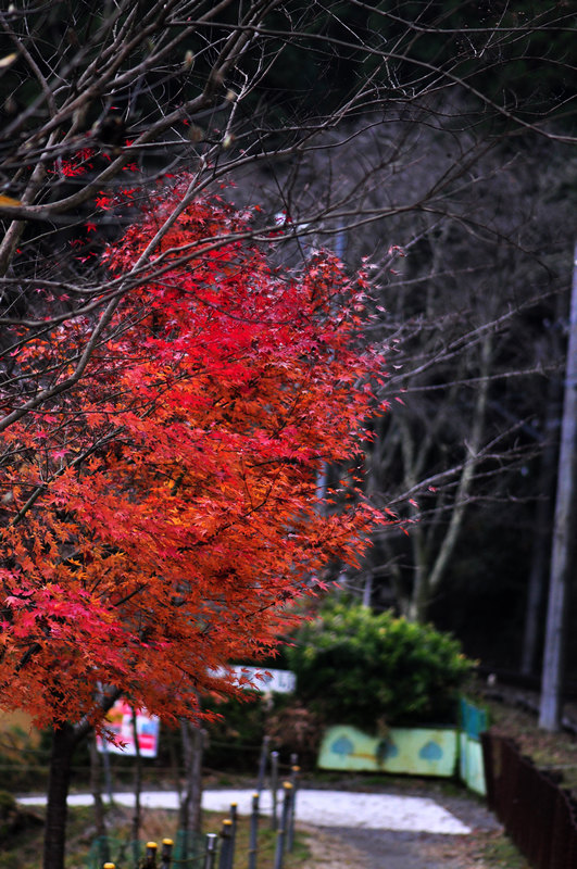 携程攻略 京都鞍马寺景点 秋天这里的红叶隧道是绝景 可惜我们去的时候 红叶的大势已去 隧道