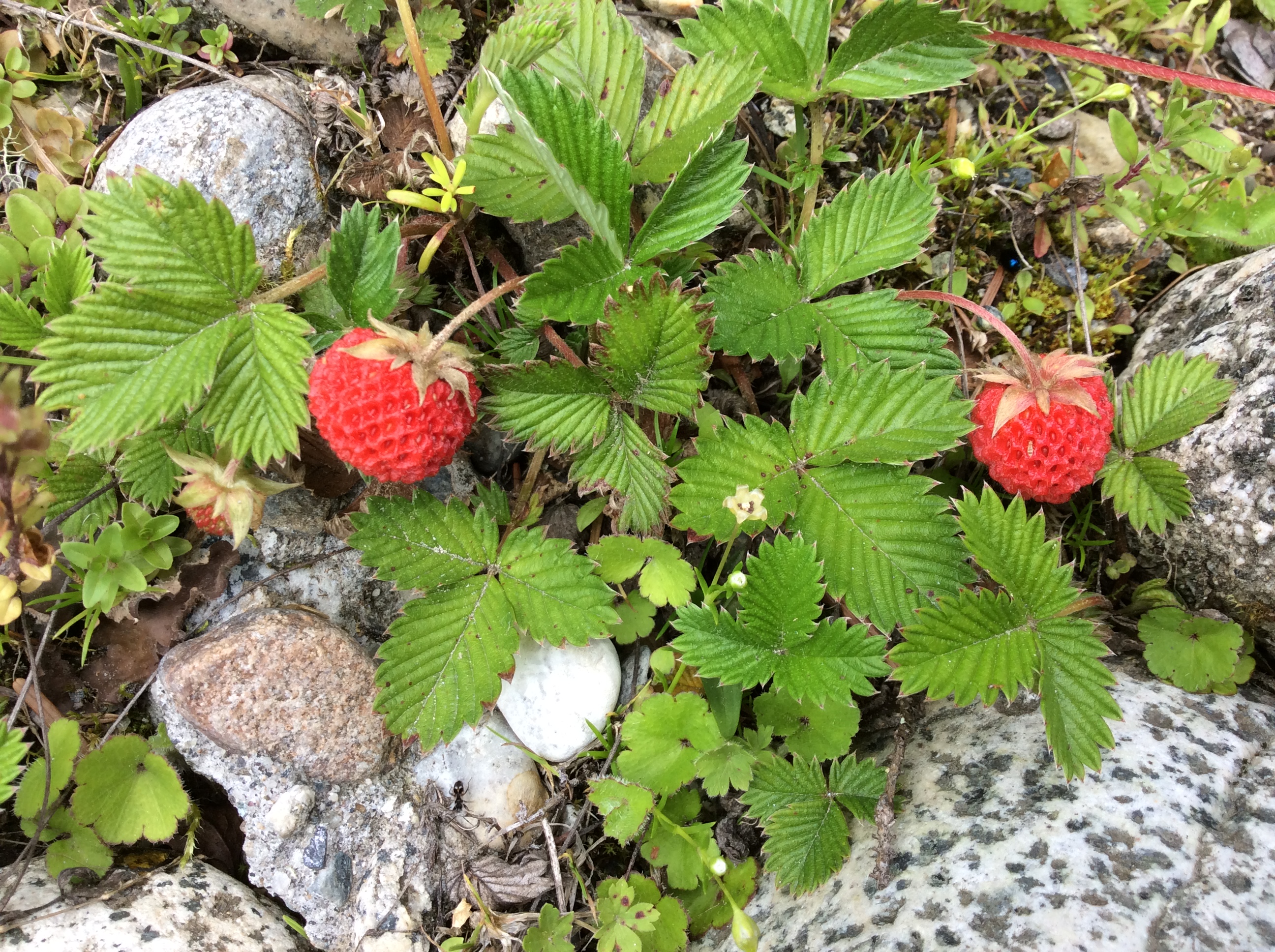 野草莓可以吃酸