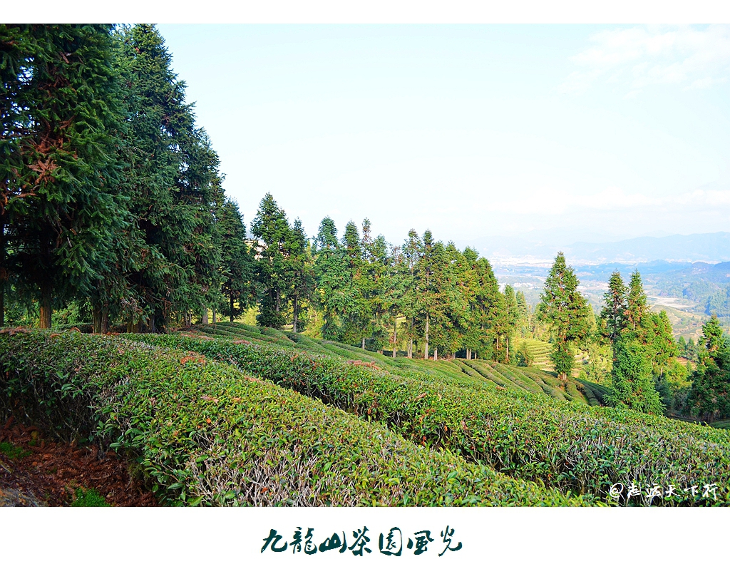 随手拍!九龙山茶园风光