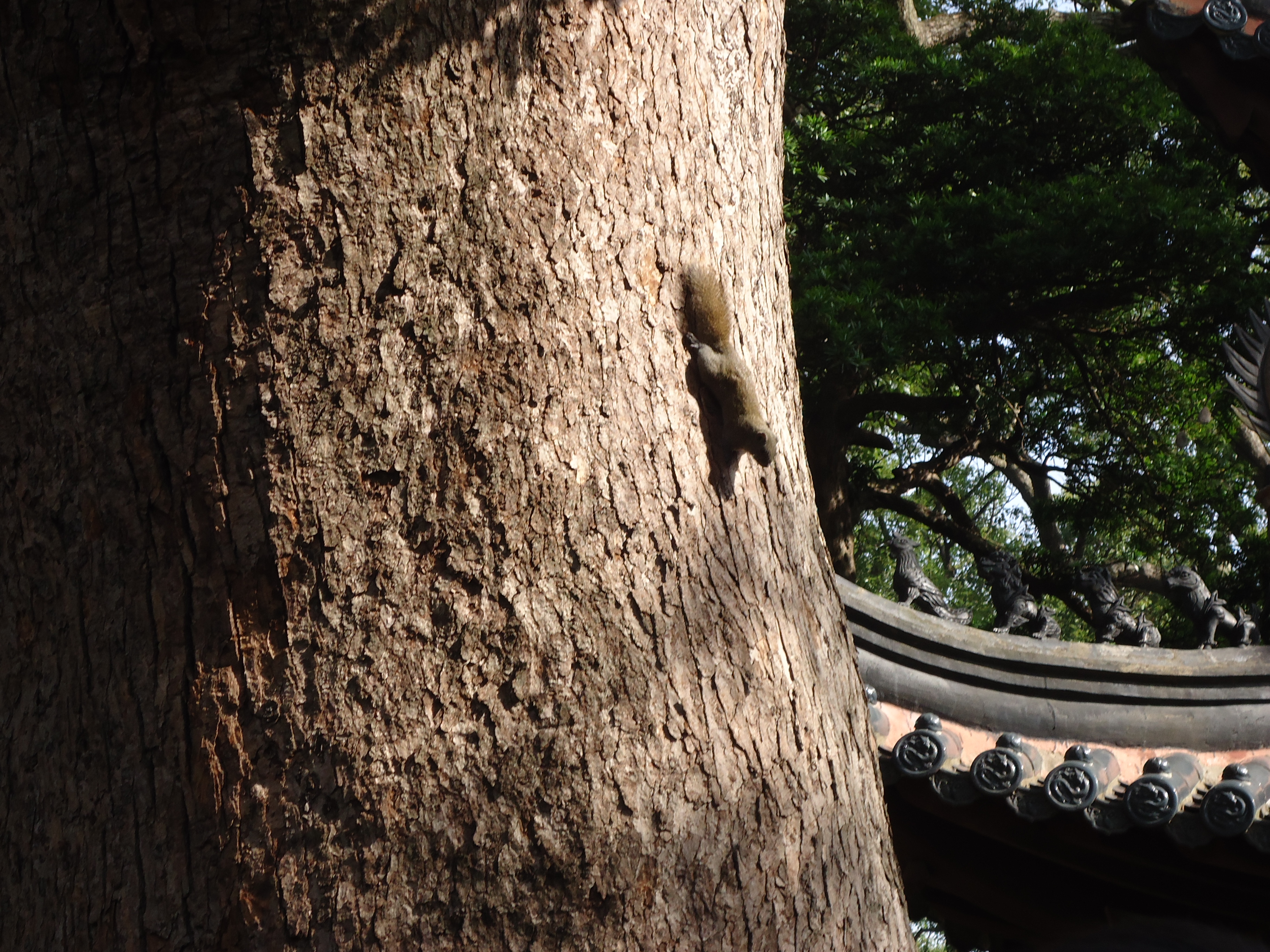 普濟寺是普陀山第一大寺廟,寺前有御碑亭,海印池等.