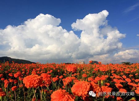 8月最美的风景 那些鲜为人知的花海 新疆游记攻略 携程攻略