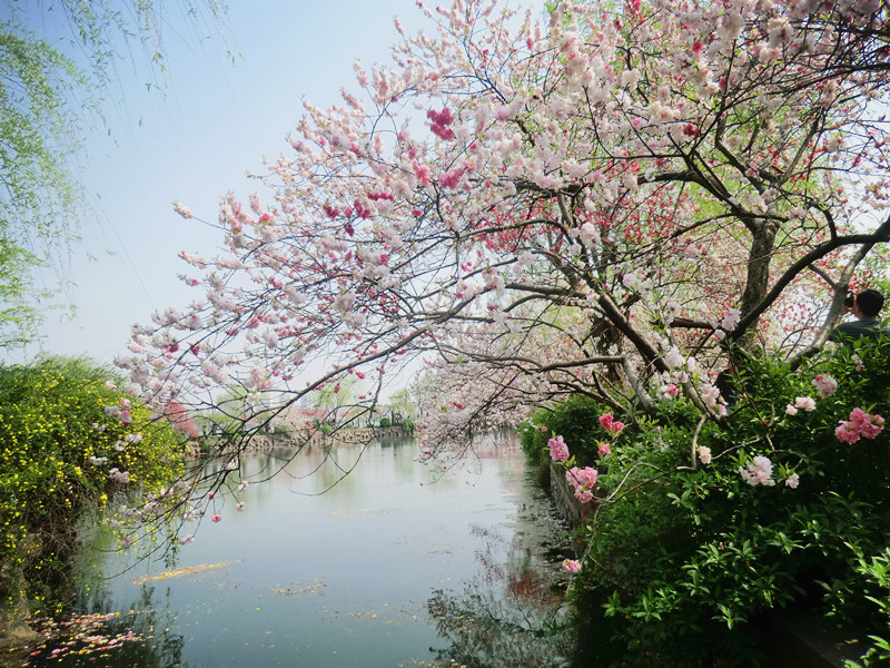 范蠡湖公园樱花图片