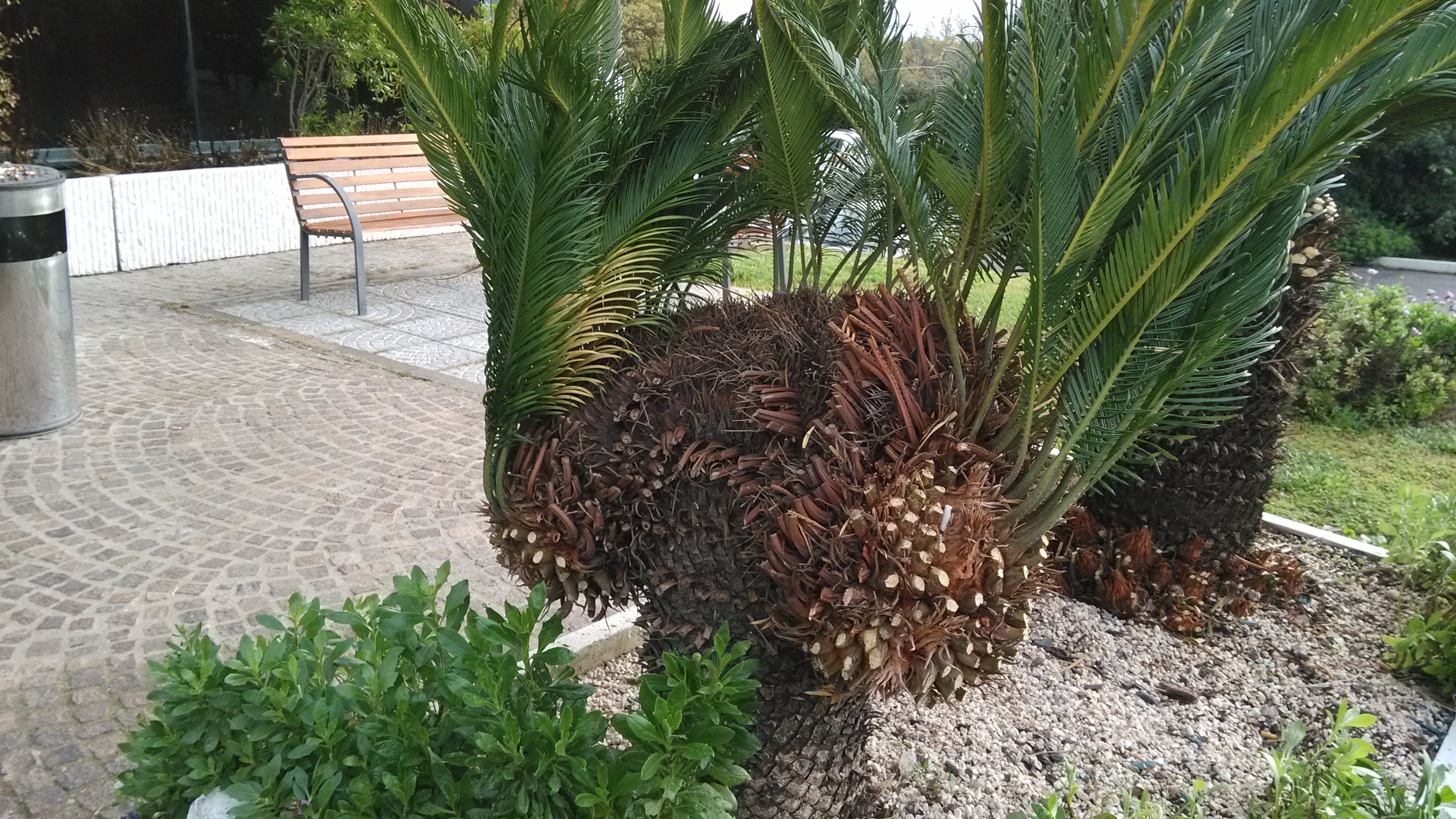 夜宿罗马旅馆,少见的两头铁树