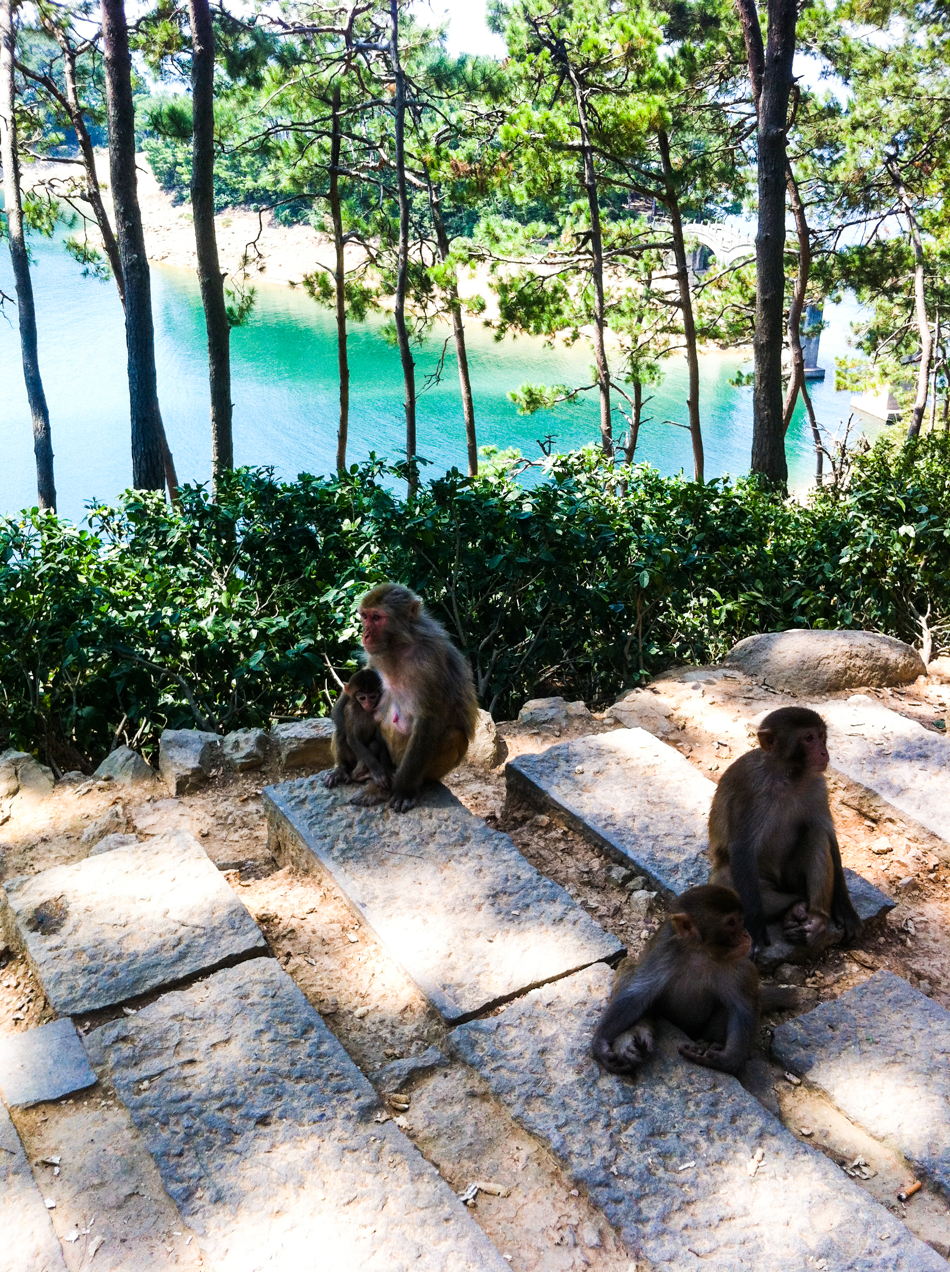 【携程攻略】千岛湖猴岛适合家庭亲子旅游吗,猴岛家庭亲子景点推荐