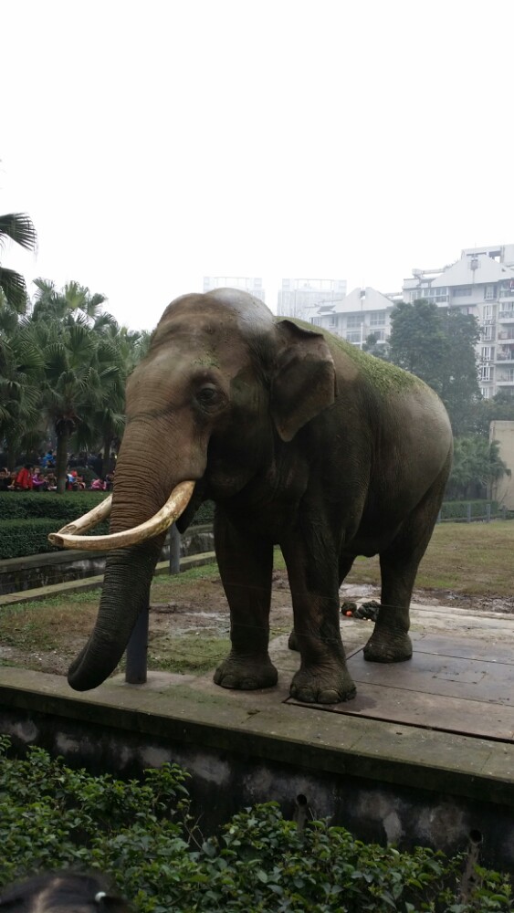 重慶動物園旅遊景點攻略圖