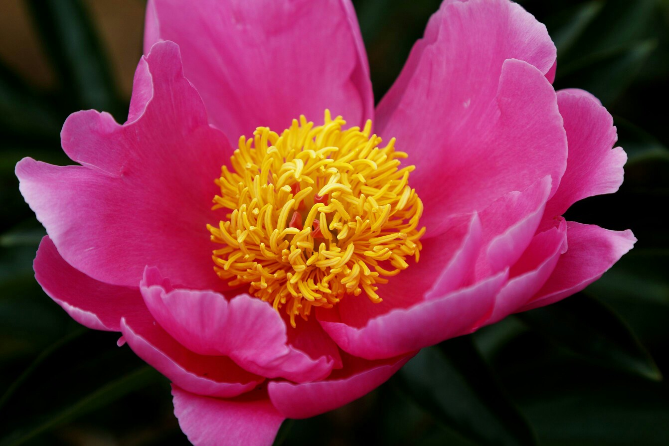 德陽中江芍藥花遊記