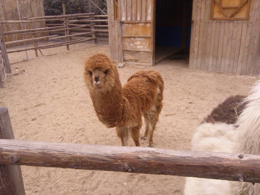 鄭州動物園