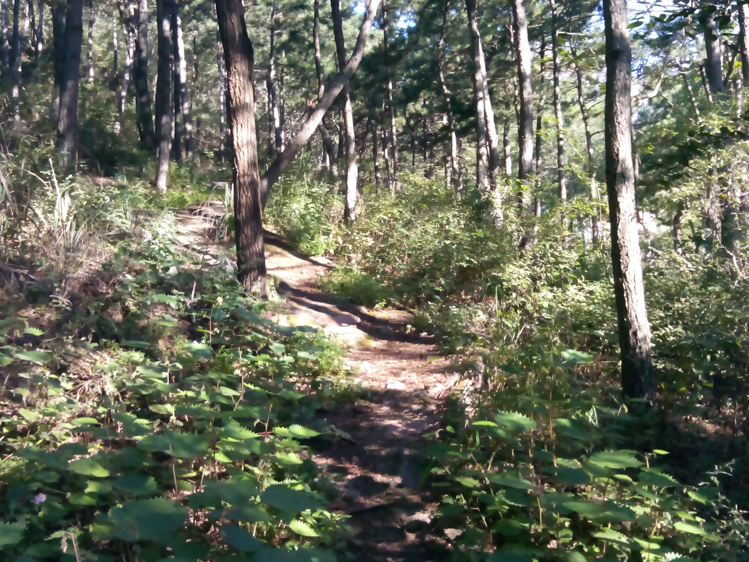 山中人兮芳杜若,飲石泉兮蔭松柏——北京松山之行