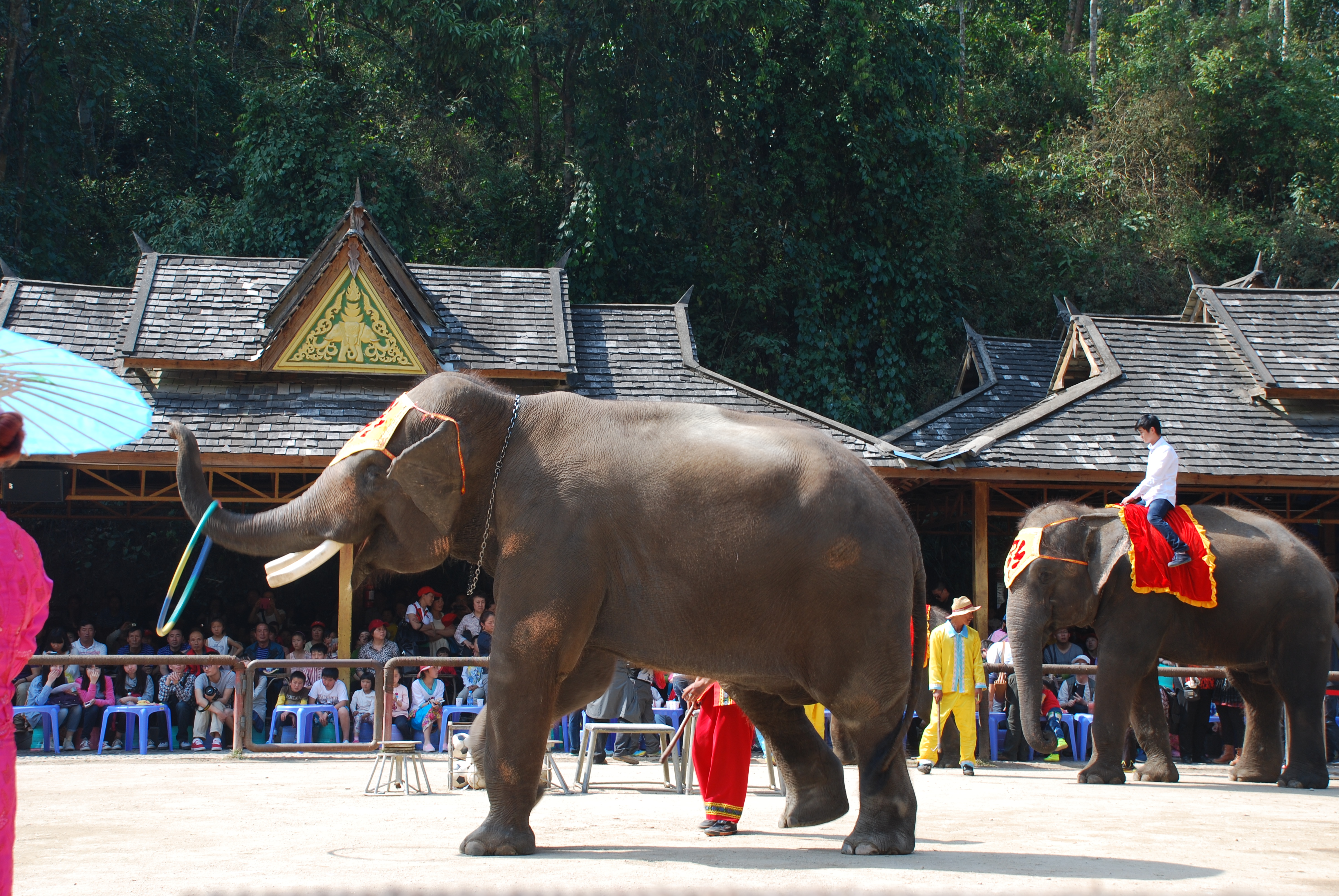 【携程攻略】景洪野象谷适合家庭亲子旅游吗,野象谷家庭亲子景点推荐