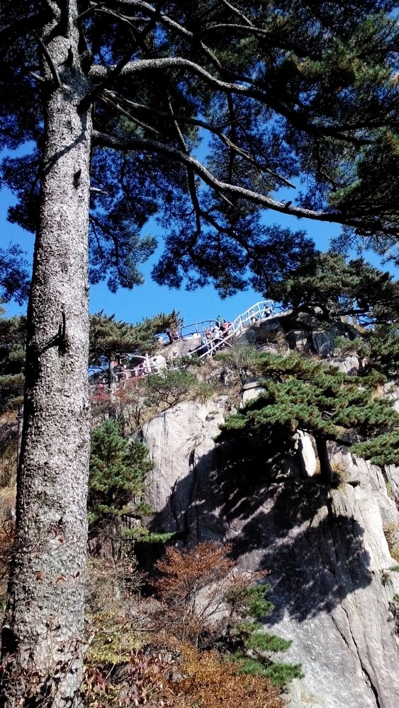 右面崖壁上是探海松, 上始信峰时先会看到接引松,路右面山谷里是仙人