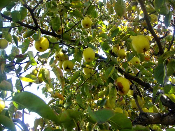 显然,这是一株没有主人的野生的梨树.