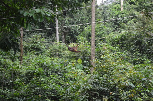 山打根(Sandakan)--体验东马来西亚的热带雨林