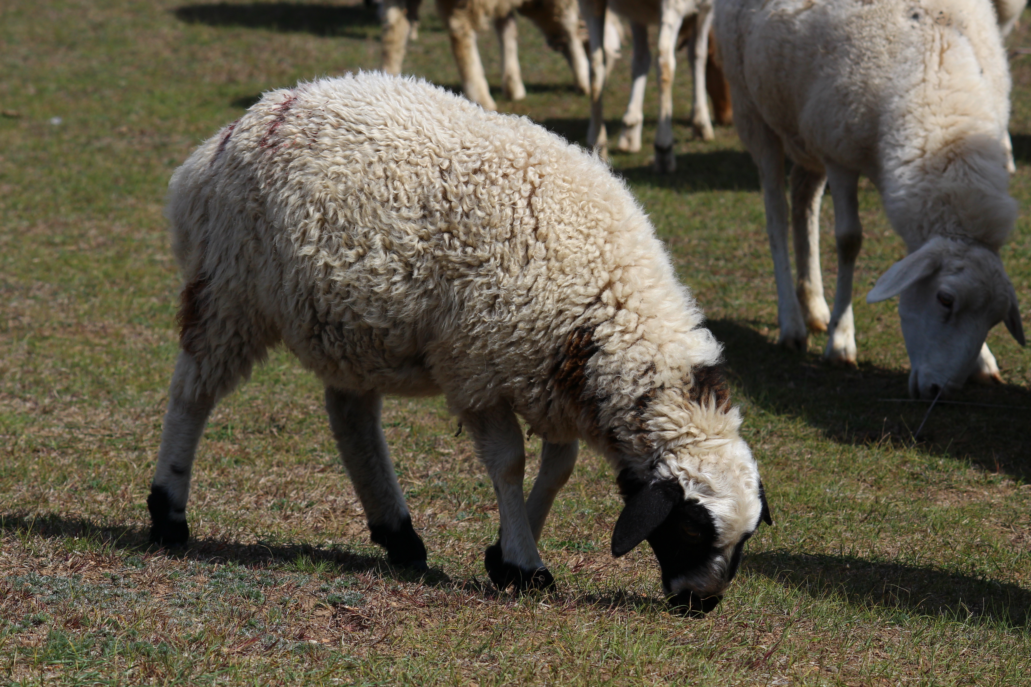 去那遥远遥远的地方,风吹草地见牛羊,找寻那金色的草原!