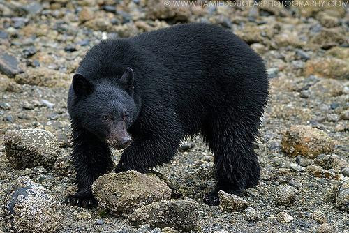 大家注意 熊出没 到加拿大不列颠哥伦比亚观熊 温哥华游记攻略 携程攻略